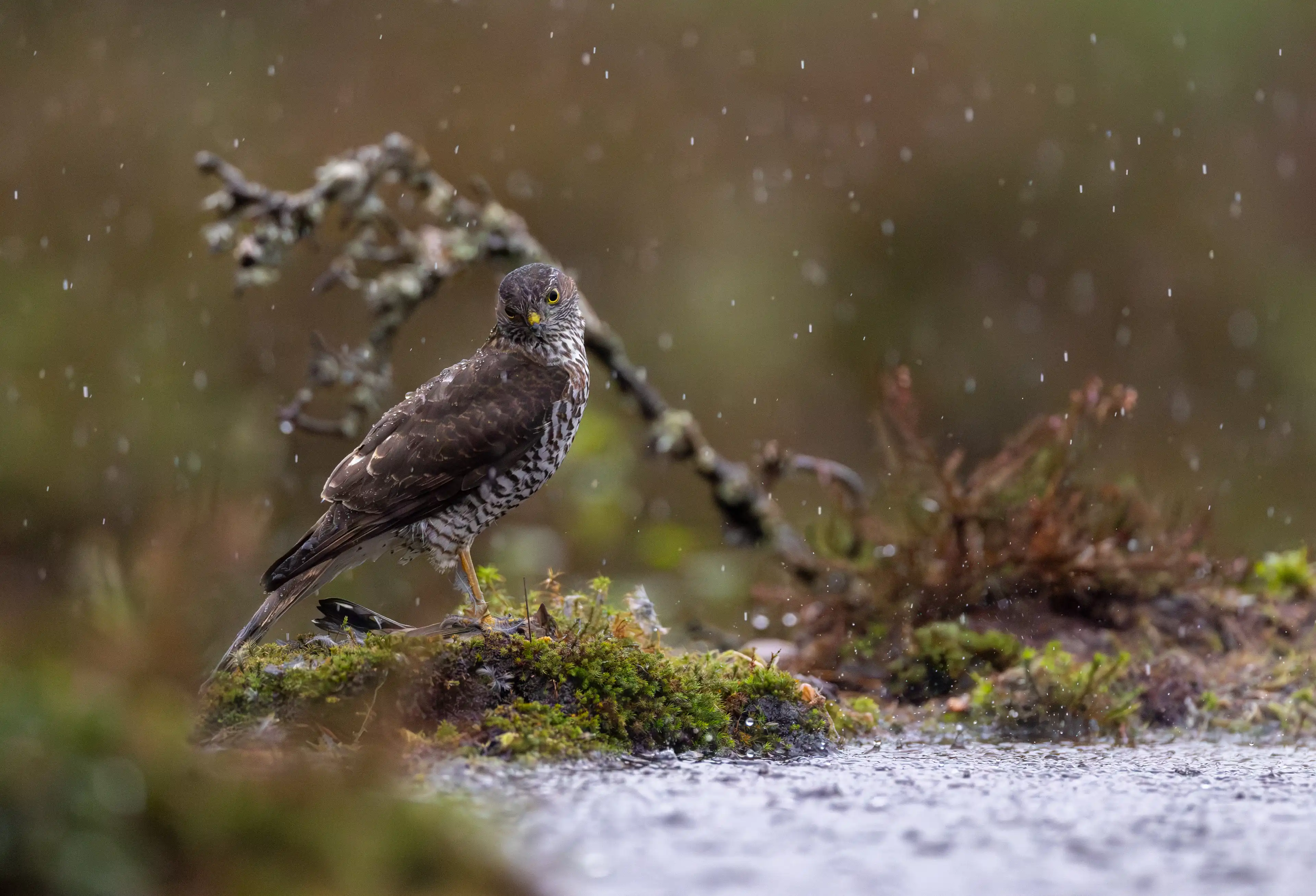 Autumn Norway gallery image 16